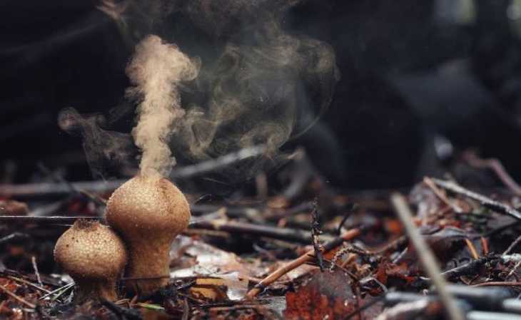 Insectos agrícolas. Cómo