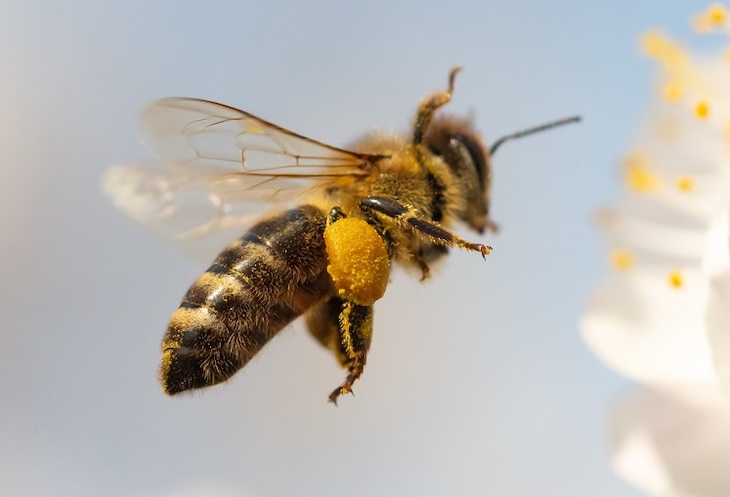 Los polinizadores como las abejas