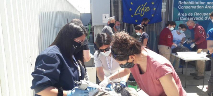 Fundación Biodiversidad arranca un curso de formación sobre marcaje de tortuga boba