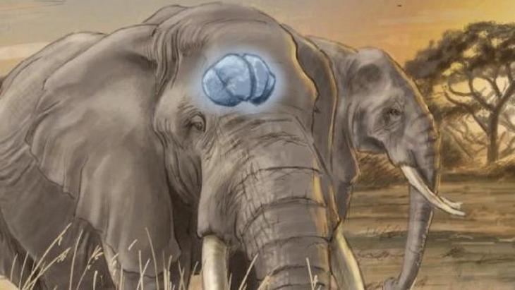 La inteligencia animal no evoluciona solo porque el cerebro crece