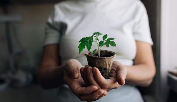 Electricidad mediante plantas