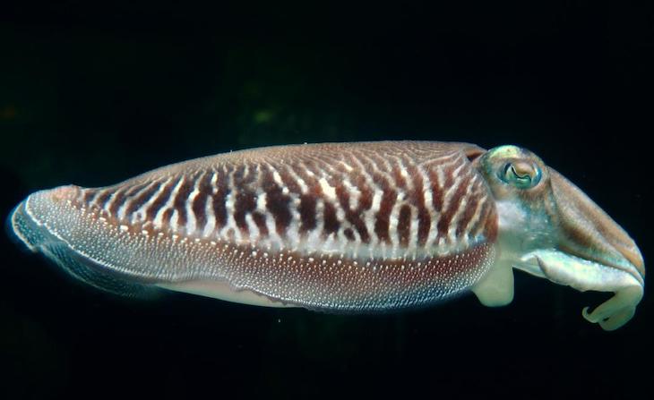 La sepia también exhibe autocontrol para obtener mejor comida