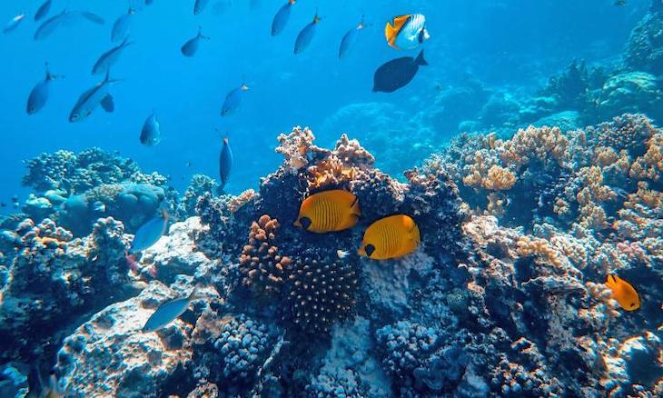 El apareamiento de muchas especies de peces en peligro por el cambio climático