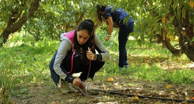 Revelan el papel de 62 elementos móviles del ADN en la adaptación al ambiente