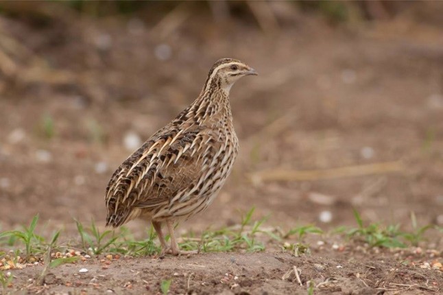 Los cazadores están masacrando la codorniz en Castilla y León