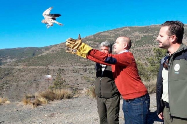 Liberados dos ejemplares de búho real en el Parque Natural Sierra de Cardeña y Montoro