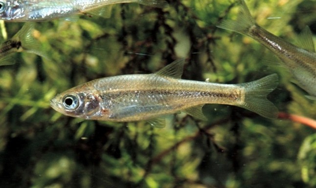 Piden más protección para el Jarabugo en los ríos extremeños