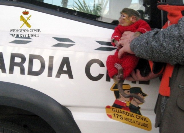 La Benemérita se incauta de un ejemplar de mono tití en las fiestas de Carnaval de Águilas