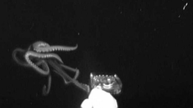 VÍDEO Un calamar gigante