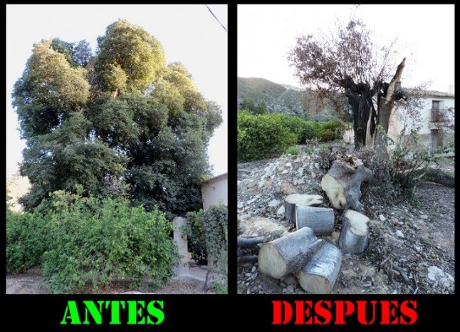 Región de Murcia. Denuncian graves daños al Almez de Blanca