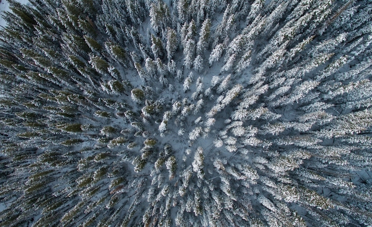 Los anillos de árboles alertan de una polución agravada del Ártico ruso