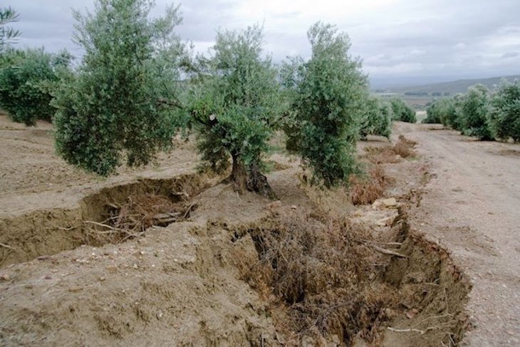 Casi 4.000 científicos proponen a Europa un ‘decálogo’ para una PAC contra la pérdida de biodiversidad