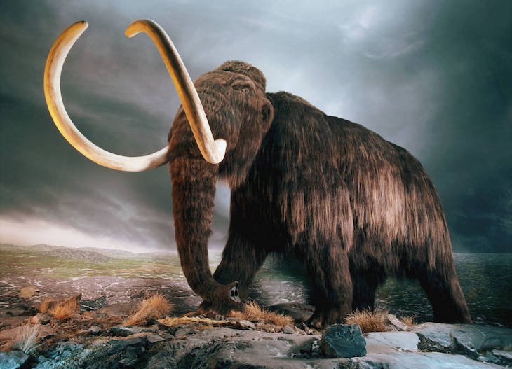 Mamuts lanudos pudieron coincidir con los primeros humanos en EE.UU.