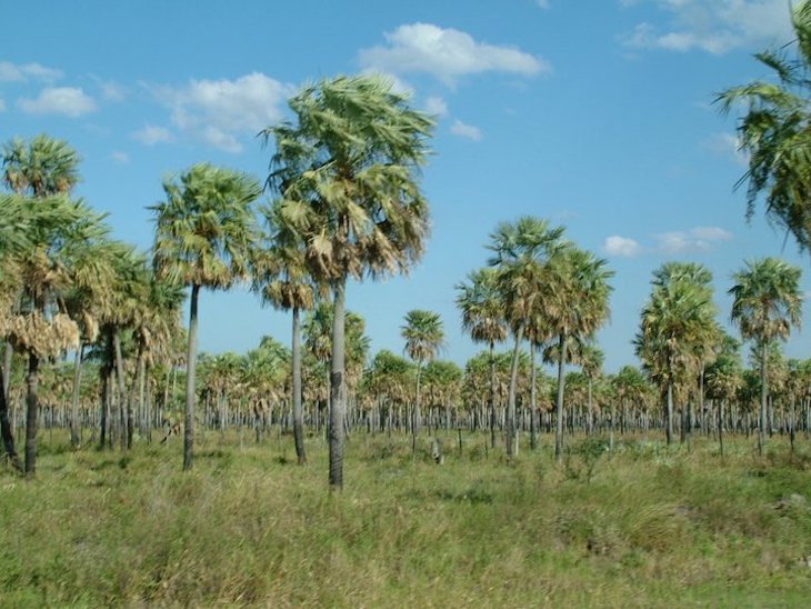 La deforestación y la caza impactan en el 40% del Gran Chaco