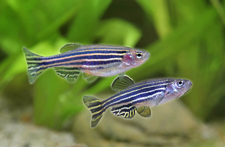 Un modelo matemático explica la formación de bandas en el pez cebra