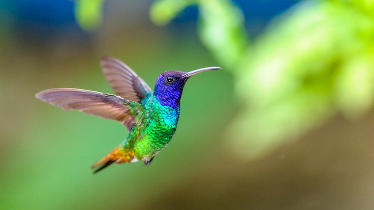 Los colibríes ven colores ‘inimaginables’