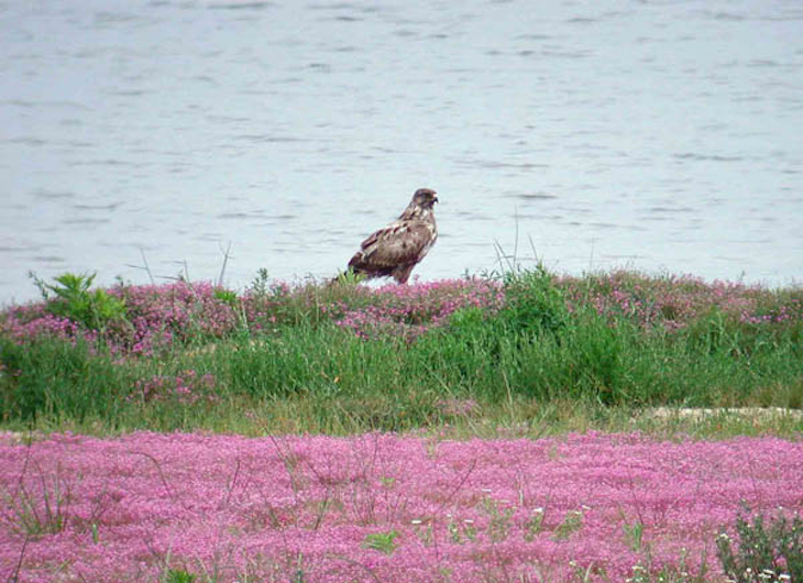 Aves rapaces como “centinelas” de la contaminación química en Europa