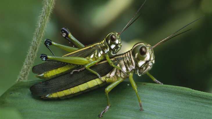 Los machos con más rivales a la hora de procrear tienen crías con más mutaciones