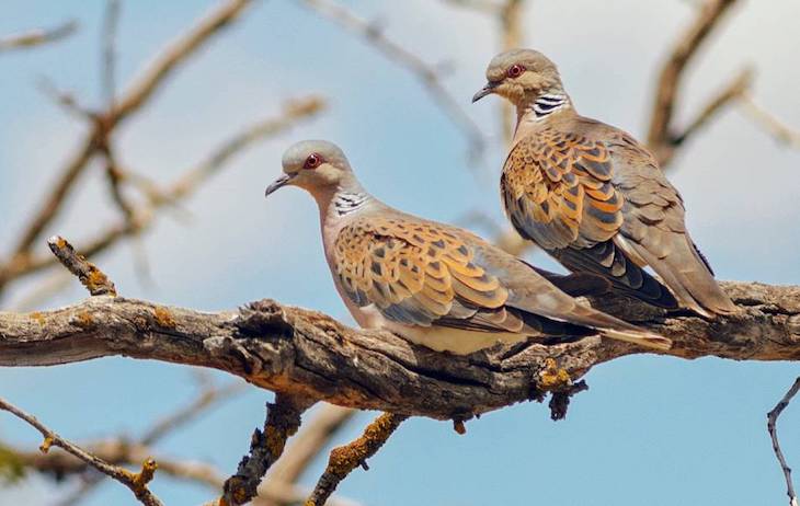 Los cazadores quieren matar ‘tórtolas’