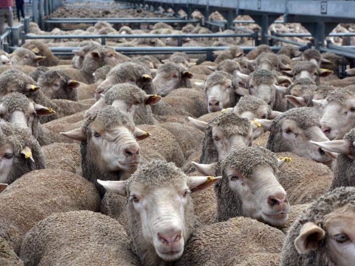 Nueva Zelanda prohíbe la exportación de animales