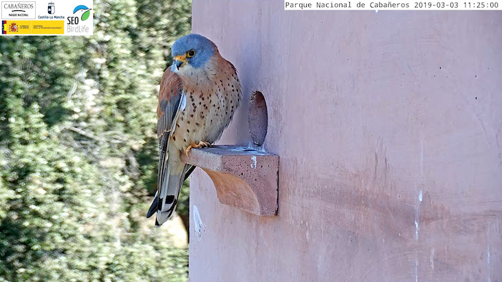 Webcams del Parque Nacional de Cabañeros