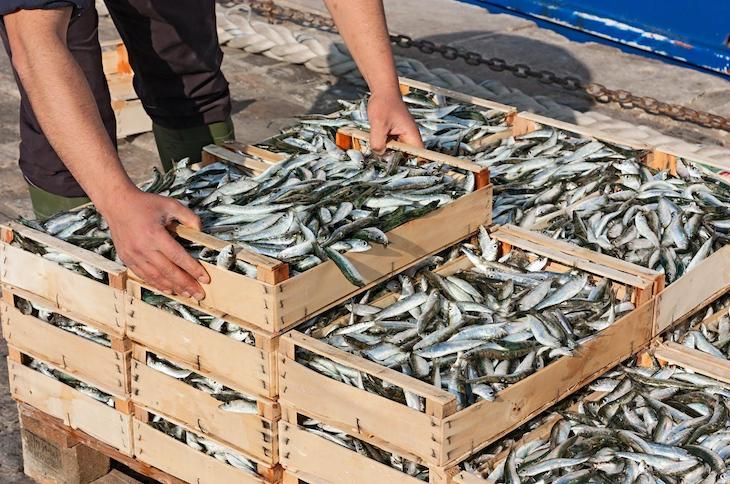 Sardinas y anchoas mediterráneas las grandes ‘victimas’ de la sobrepesca y el cambio climático