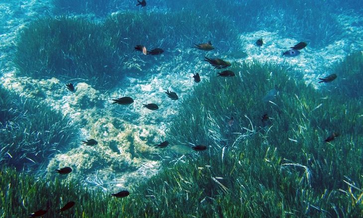 Cambio climático obliga a migrar al plancton