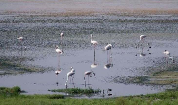 Quieres recuperar los tres humedales impresionantes que fueron arrasados en España