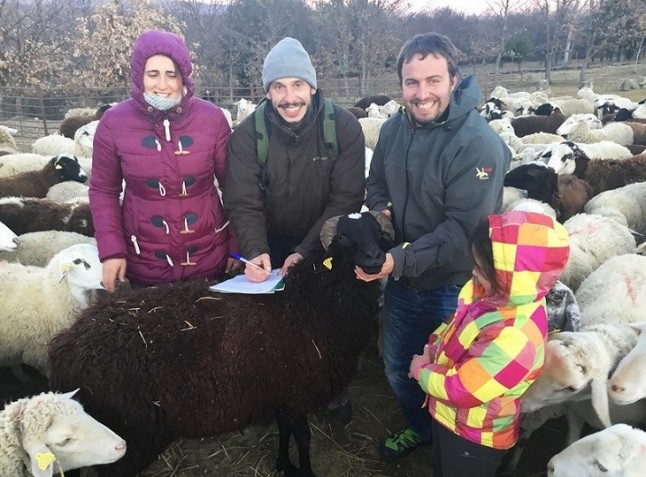 Un acuerdo entre GREFA y una familia de ganaderos zamoranos avala que la coexistencia con el lobo es posible