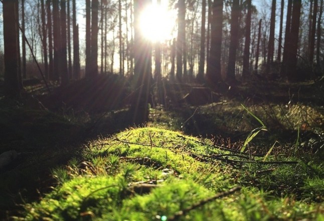 Proyecto Life Guardianes de la Naturaleza contra el crimen ambiental