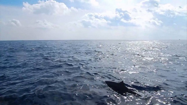 ONG ambientales de todo el mundo reclaman establecer áreas marinas protegidas y más medidas de conservación en alta mar