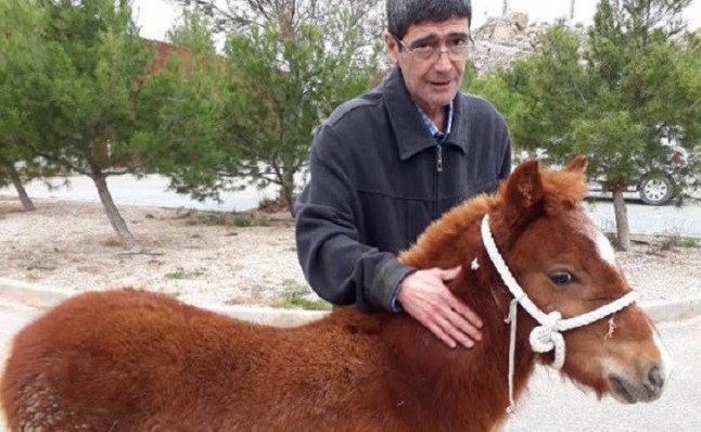 Abandonan un poni de 6 meses en Lorca