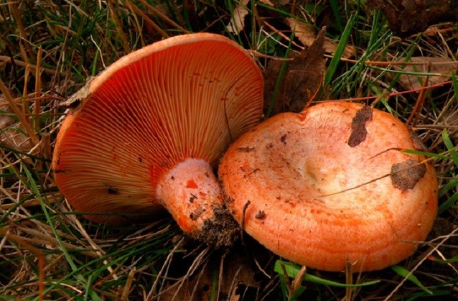 Decomisados en Granada casi una tonelada de níscalos y 17 denunciados por su recolección irregular