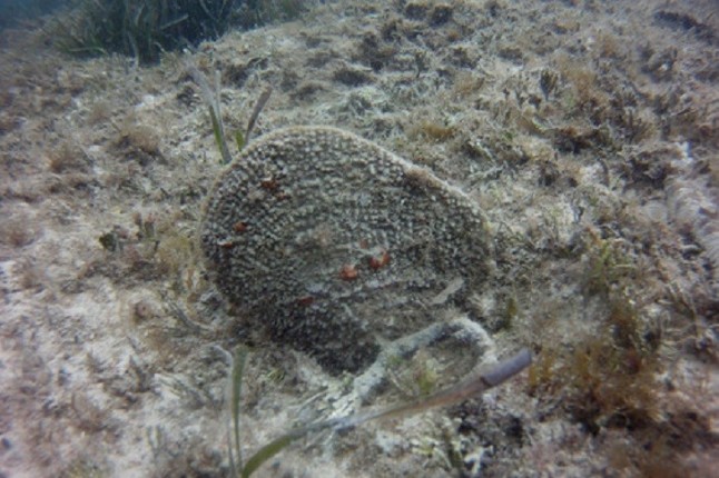 Cómo recuperar las poblaciones de nacra en el Mediterráneo
