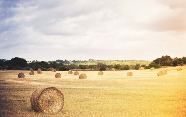 Ya han abierto la convocatoria de ayudas para la conservación y mantenimiento del paisaje agrario de Baleares