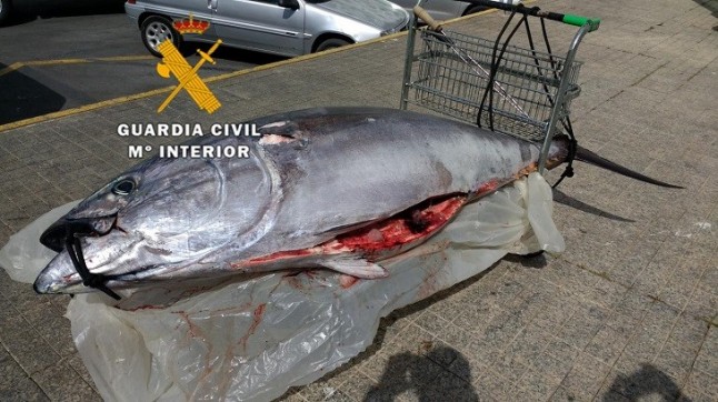 Intervenido un atún rojo pescado ilegalmente comercializado en un mercado de Marbella