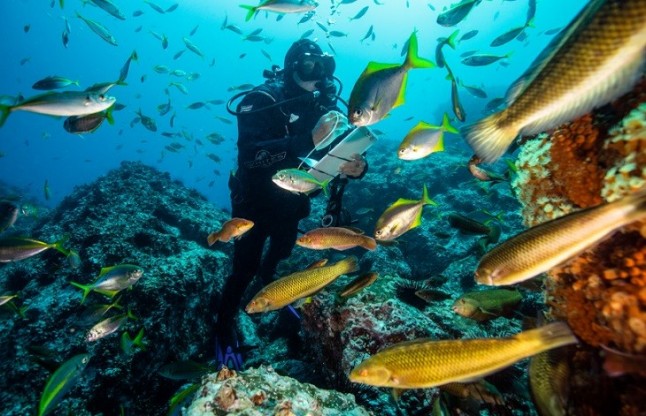 Chile bajo el mar: La nueva plataforma interactiva con la cual Oceana celebra 10 años de expediciones en Chile