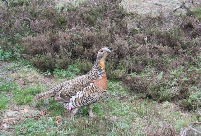 Primer censo completo y oficial sobre el urogallo cantábrico