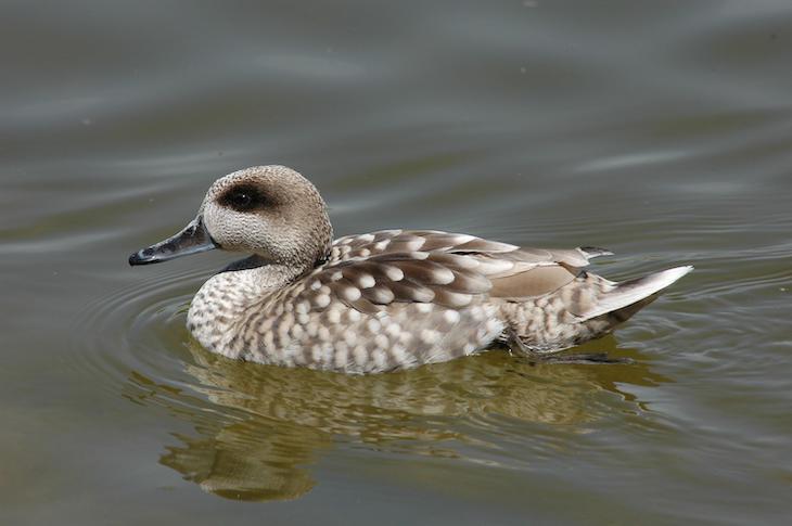 El proyecto LIFE Cerceta Pardilla miles de hectáreas de humedales para revertir el riesgo de extinción del pato más amenazado en Europa