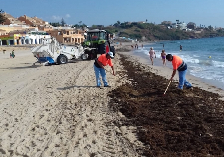 Vox pide que se declare zona de catástrofe ambiental la costa del litoral gaditano afectada por el alga invasora