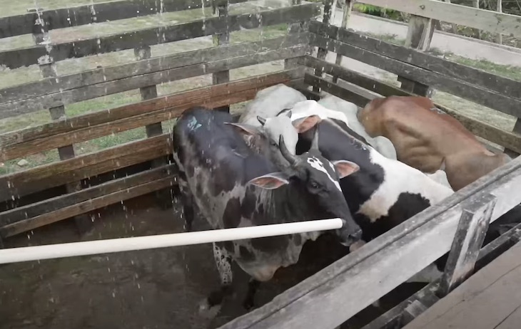 Los mataderos de Brasil sacrifican constantemente vacas embarazadas (video)