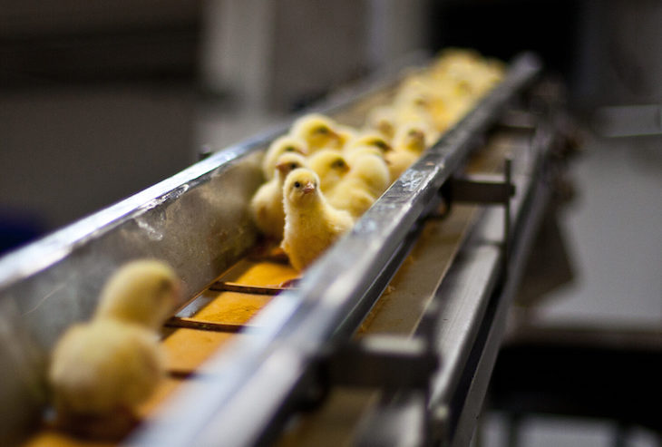 Triturar pollitos vivos a miles dice y mucho de nuestra especie