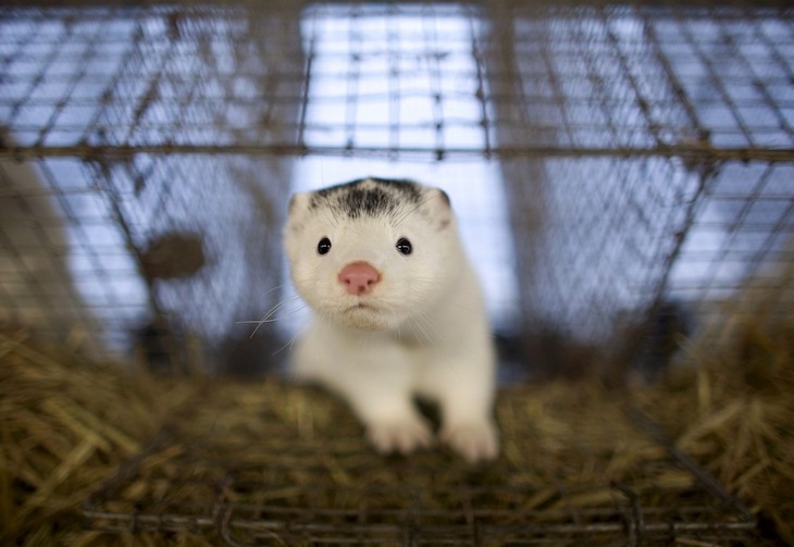 Detectado un nuevo brote en una granja de visones de Oza-Cesuras que alberga a casi 10.000 animales