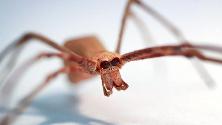 Estas arañas son capaces de oir y no tienen orejas