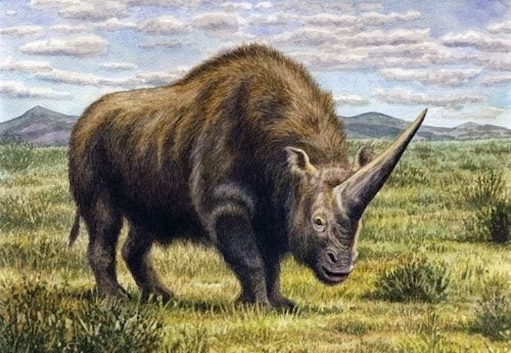 El rinoceronte poblaba el Tíbet hace 5.000 años