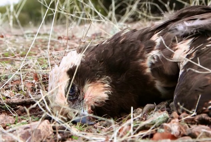 España valora incluir agravantes al uso ilegal de cebos envenenados