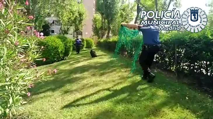 Rescatan a un buitre leonado que se coló en un jardín de la carretera de Canillas