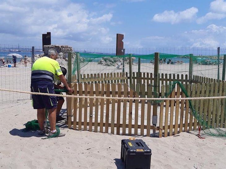 Barcelona busca voluntarios para proteger un nido de tortuga boba en la playa de la Mar Bella