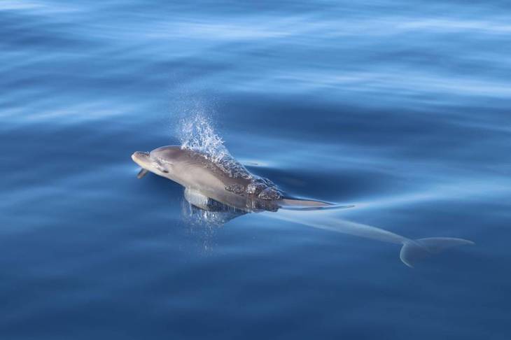 Tursiops investigará el ruido submarino y su afección sobre el delfín mular en las islas Pitiusas