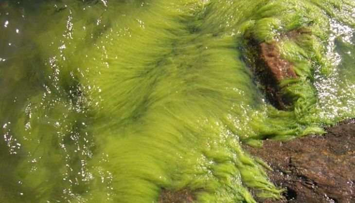 Corrientes reforzadas extienden al Ártico un alga de aguas templadas